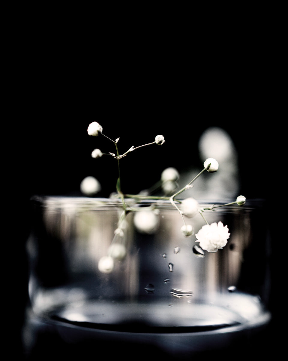 Gypsophila #4, 2024